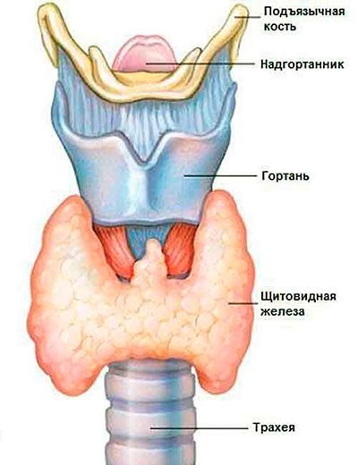 Щитовидная железа